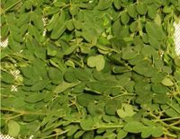 moringa