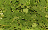 Moringa